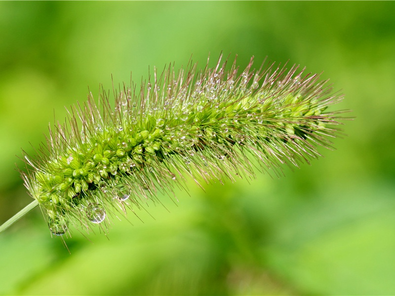 大云寺赞公房四首