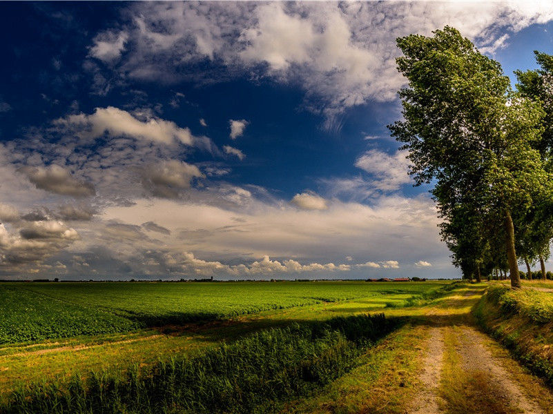 戏简郑广文兼呈苏司业
