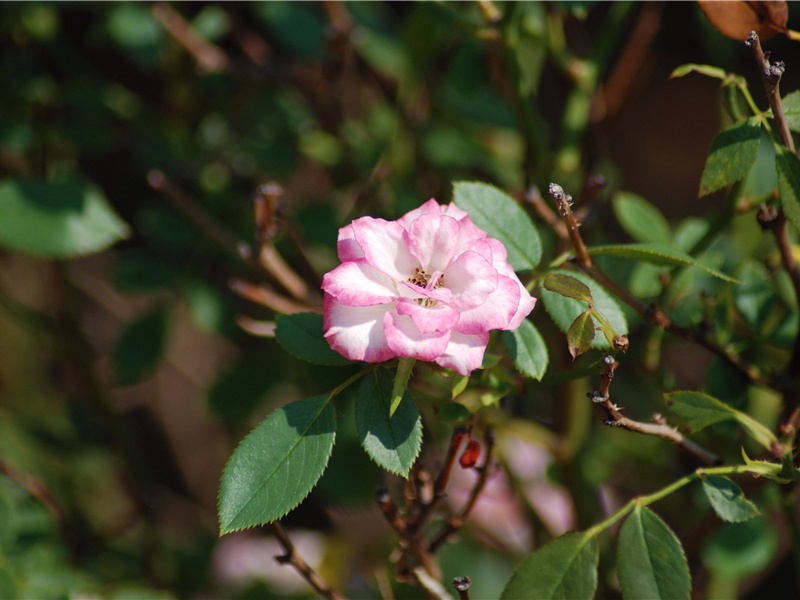 “方期拾瑶草”-杜甫的壮游生活