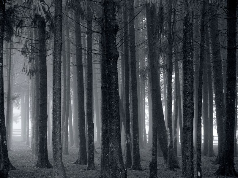 廷诤忤旨-杜甫长安遁复还