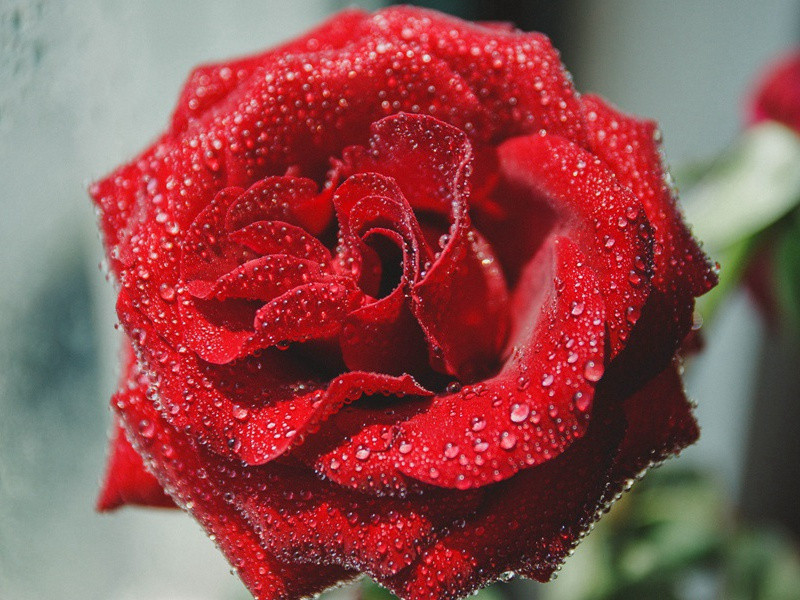 秋雨叹三首·其二(阑风长雨秋纷纷)