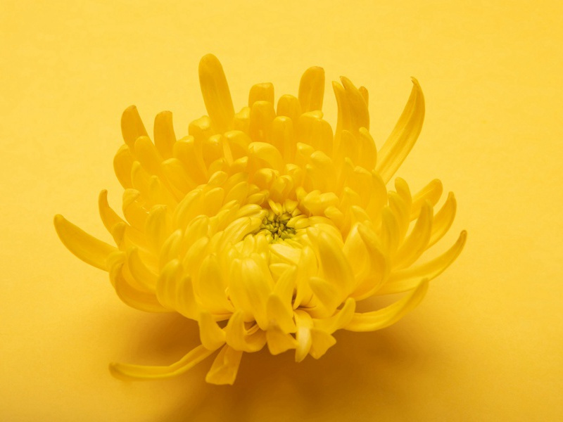 体会百姓疾苦，创作《兵车行》(杜甫故事)