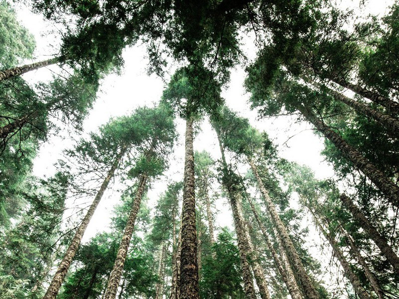 仗义执言(杜甫故事)