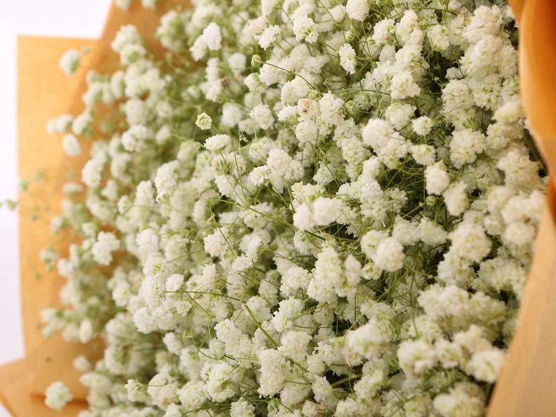 “身危适他州”-杜甫的入蜀“图经”